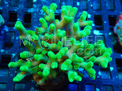 Seriatopora caliendrum S Green