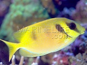 Siganus corallinus 8-12 cm All yellow with a few blue dots
