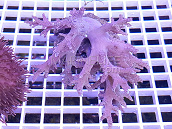 Sinularia asterolobata 02