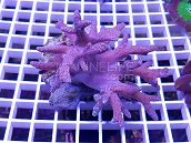 Sinularia asterolobata 01