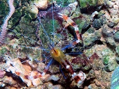 Stenopus cyanoscelis <5 cm Yellow body, red and white claws.