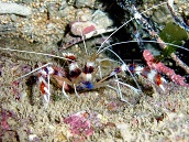 Stenopus hispidus 2-3 cm