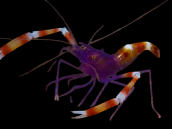 Stenopus tenuirostris 2-3 cm