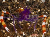 Stenopus tenuirostris <5 cm Corps bleu / violet