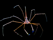 Stenorhynchus seticornis
