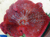 Stichodactyla gigantea M Red