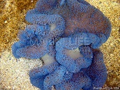 Stichodactyla gigantea M Blue