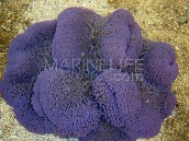 Stichodactyla gigantea M Purple