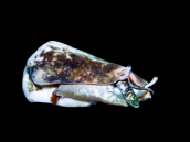 Strombus sp. M