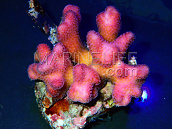 Stylophora pistillata M Red, purple