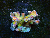 Stylophora pistillata S Red green