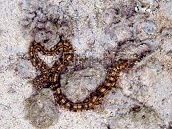 Synaptula maculata M