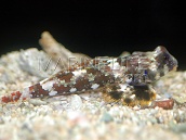 Synchiropus ocellatus <3 cm