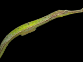Syngnathoides biaculeatus 12-15 cm