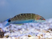 Thalassoma lunare Femelle 6-8 cm