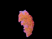Tridachia crispata - Limace contre les filamenteuses atypique EXCEPTIONNELLE