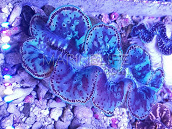 Tridacna maxima 12-15cm 07 blue
