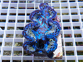 Tridacna maxima blue 02