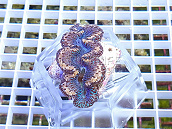Tridacna maxima blue 03