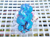 Tridacna maxima blue 04