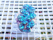 Tridacna maxima blue 05