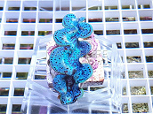 Tridacna maxima blue 06