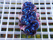 Tridacna maxima blue 07