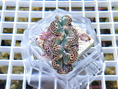 Tridacna maxima silver