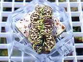 Tridacna maxima tricolor