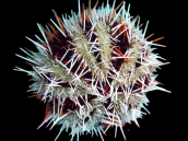 Tripneustes gratilla S