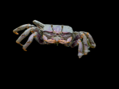 Uca spp. Female