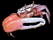 Uca spp. Male
