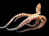 Wunderpus photogenicus M
