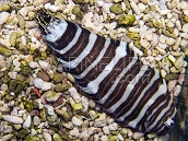Zebrias zebra 8-12 cm
