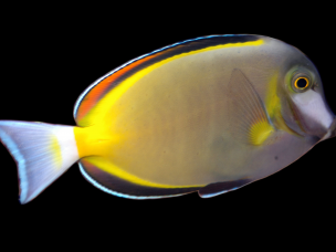 Acanthurus japonicus 7-10cm