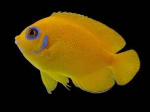 Centropyge flavissima 5cm
