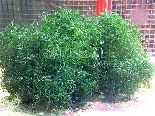 Chaetomorpha sp. - Algue spaghetti