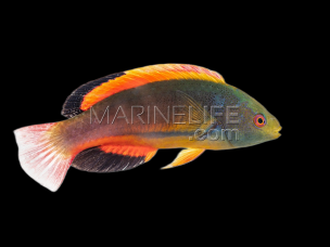 Cirrhilabrus scottorum 8-10cm