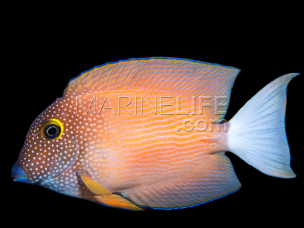 Ctenochaetus flavicauda 6-8cm