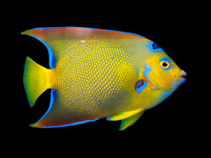 Holacanthus ciliaris adulte 10-12 cm
