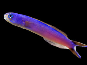 Hoplolatilus purpureus 6-10cm