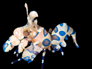 Hymenocera picta 3-4cm