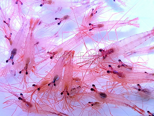 Lot de 2 - Lysmata sp. Peppermint shrimp Small - anti Aiptasia