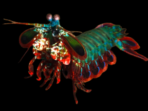 Odontodactylus scyllarus 10-12cm