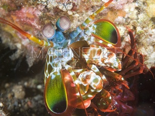 Odontodactylus scyllarus 8-12 cm