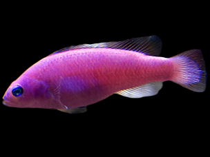 Pictichromis porphyrea 3-5cm