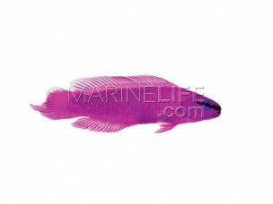 Pseudochromis fridmani S - Elevage
