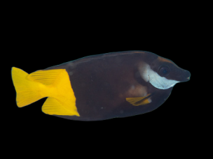 Siganus uspi 8-10cm