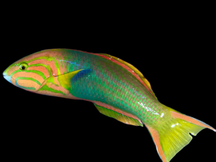 Thalassoma lutescens 10-12cm