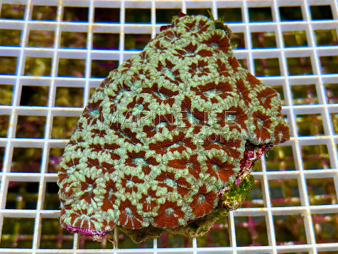 Acanthastrea lordhowensis Ruby storm